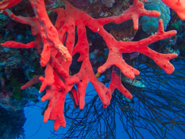 Koh Lipe Inside Zone Private Island Hopping & Snorkeling Tour